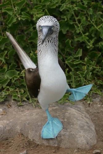 blue-footed-booby2