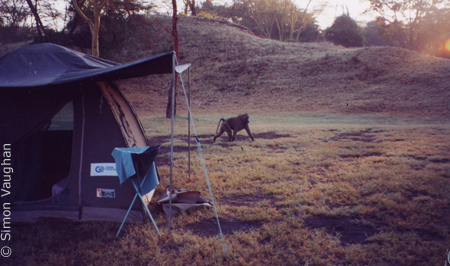 baboon-tent-mw